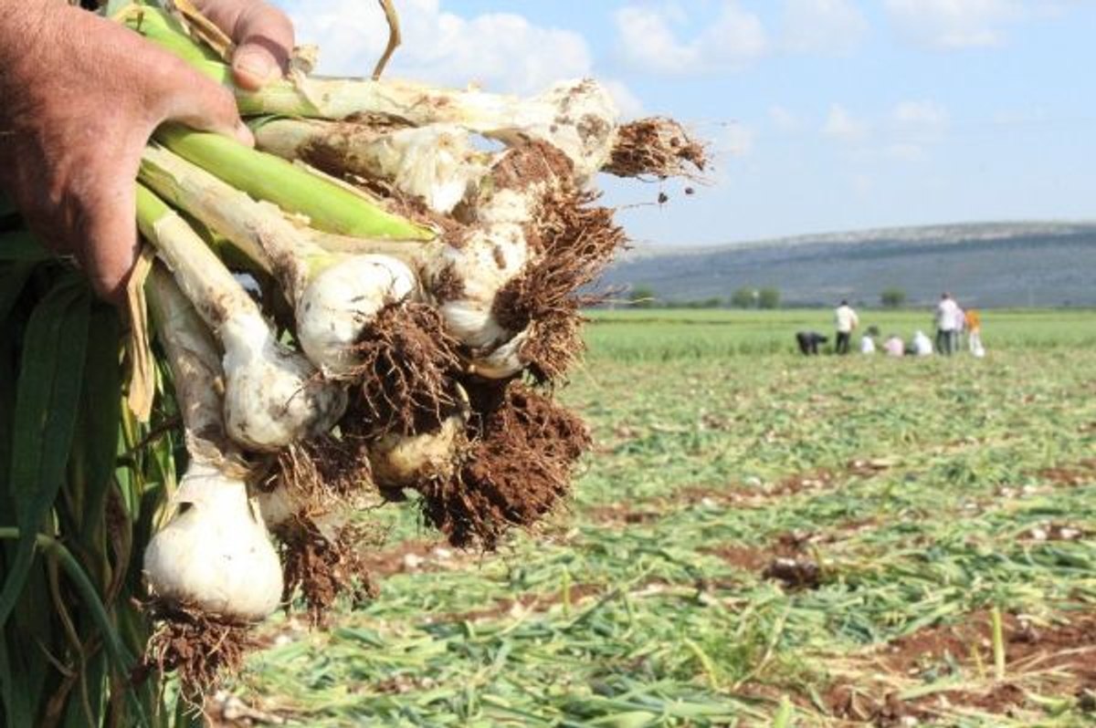 Sarımsak fiyatları giderek yükseliyor