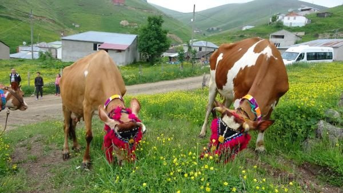 Karadenizliler yaylara çıkıyor