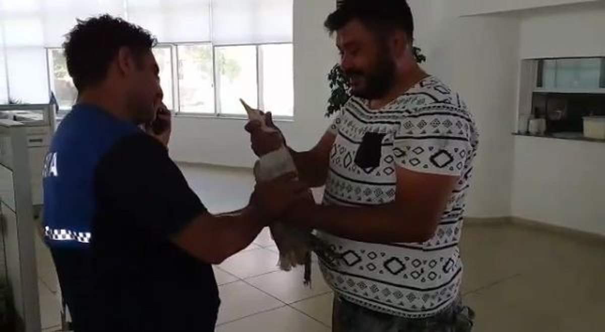 İzmir'de yaralı martının imdadına son anda yetişti