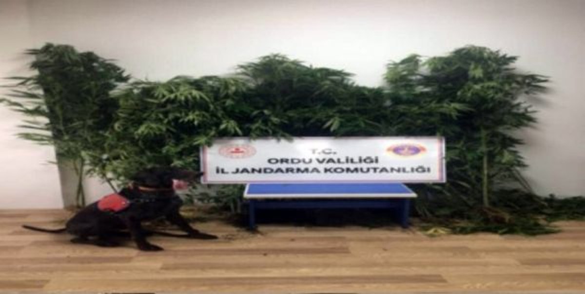 Ordu’da kenevir ve kaçak içki operasyonu