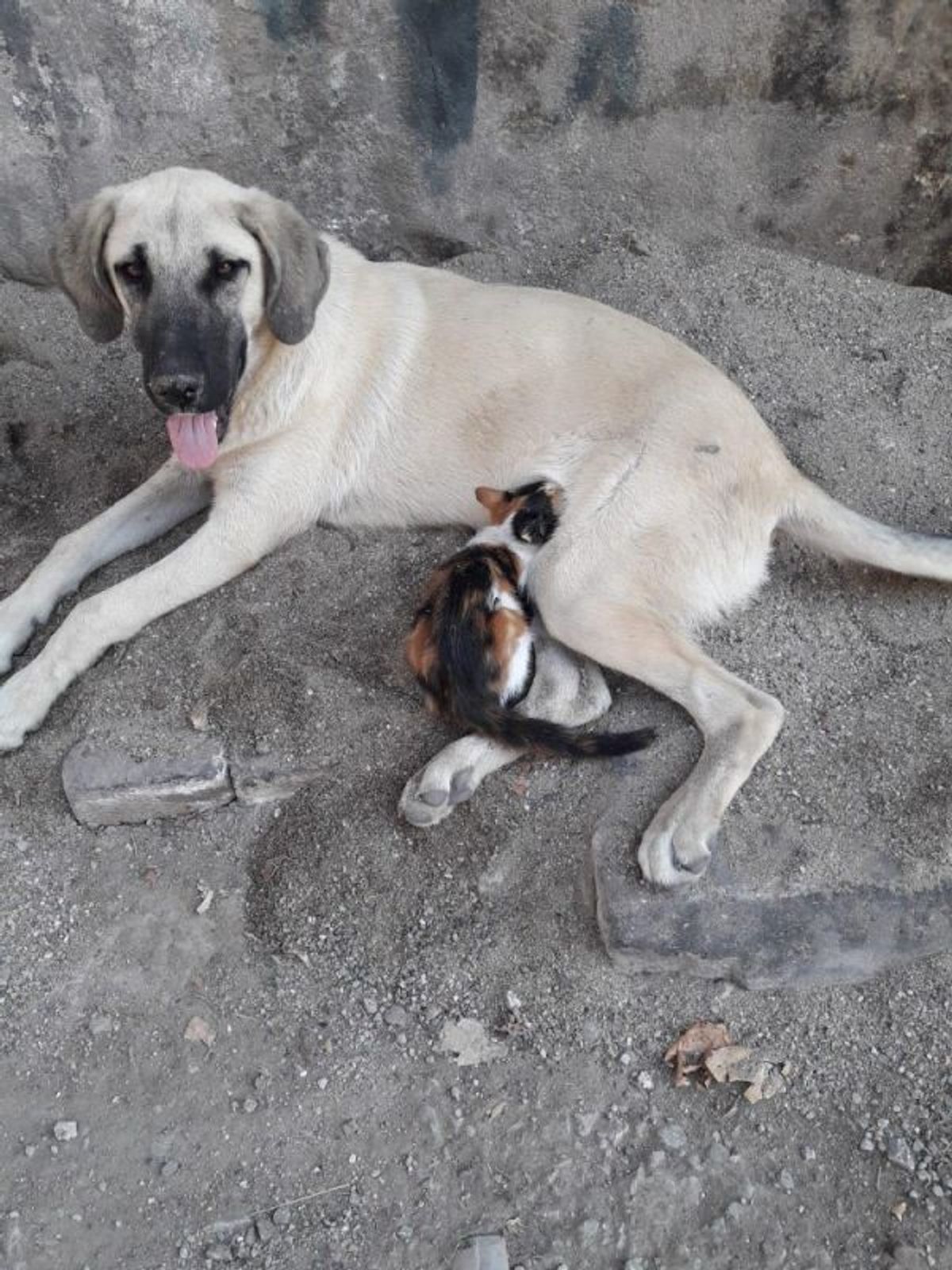 Yavru kediyi emziren köpek