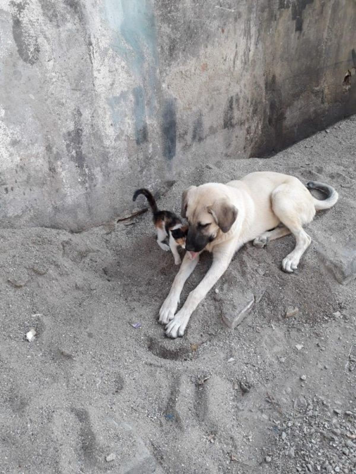 Yavru kediyi emziren köpek