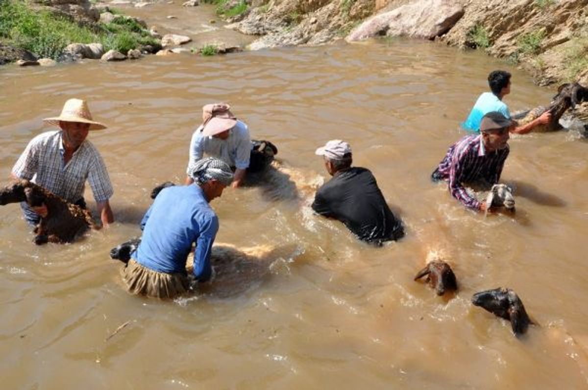 Hakkari'de koyunların yıkandığı gölette yüzme keyfi