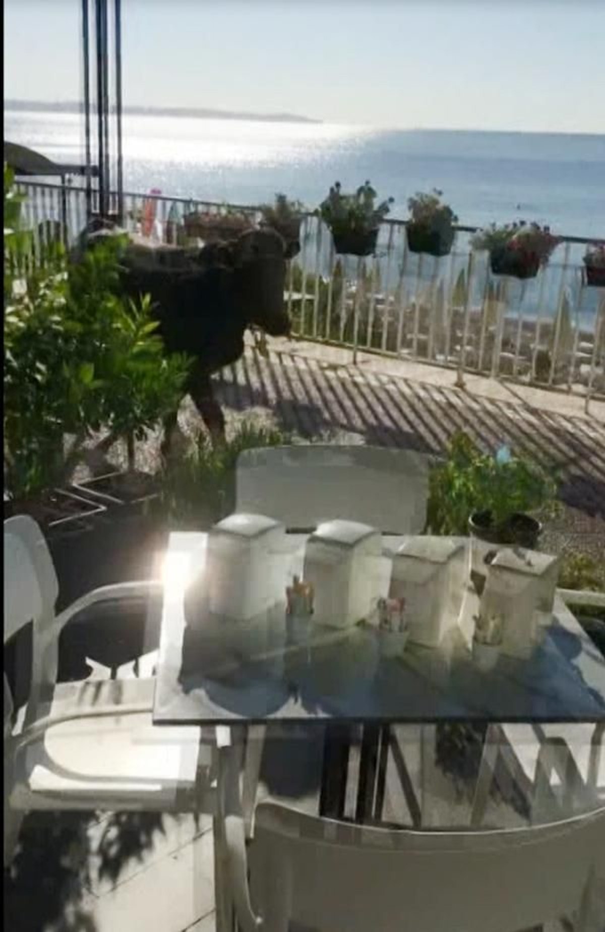 Antalya'da kesime götürülen kurbanlık dana sahile kaçtı