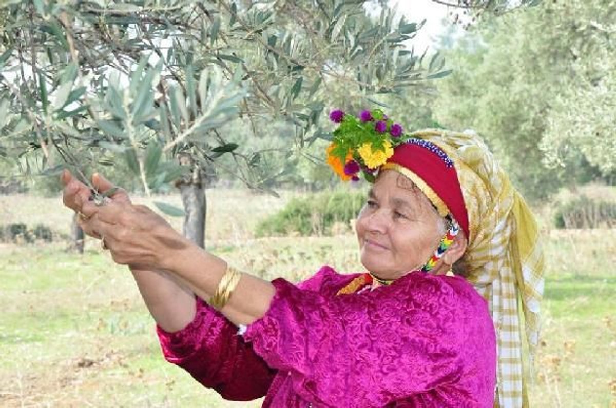 3 bin 200 yıllık zeytin ağacının hasadı yapıldı
