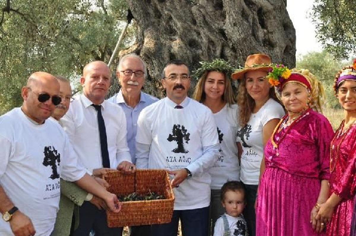 3 bin 200 yıllık zeytin ağacının hasadı yapıldı