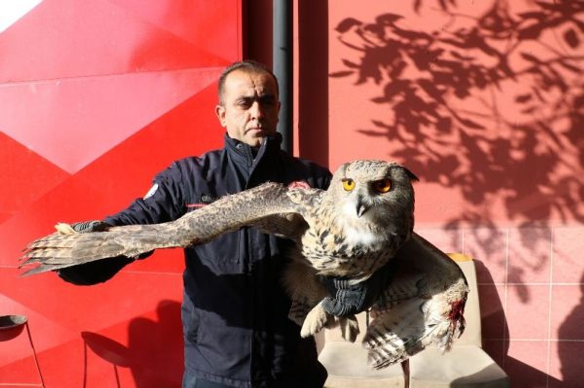 Sivas'ta dev baykuş eve gizlice girdi