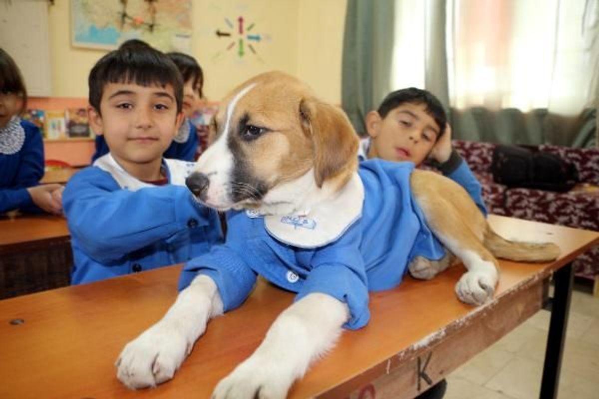 Köy okulunun maskotu olan Fındık, hastalandı