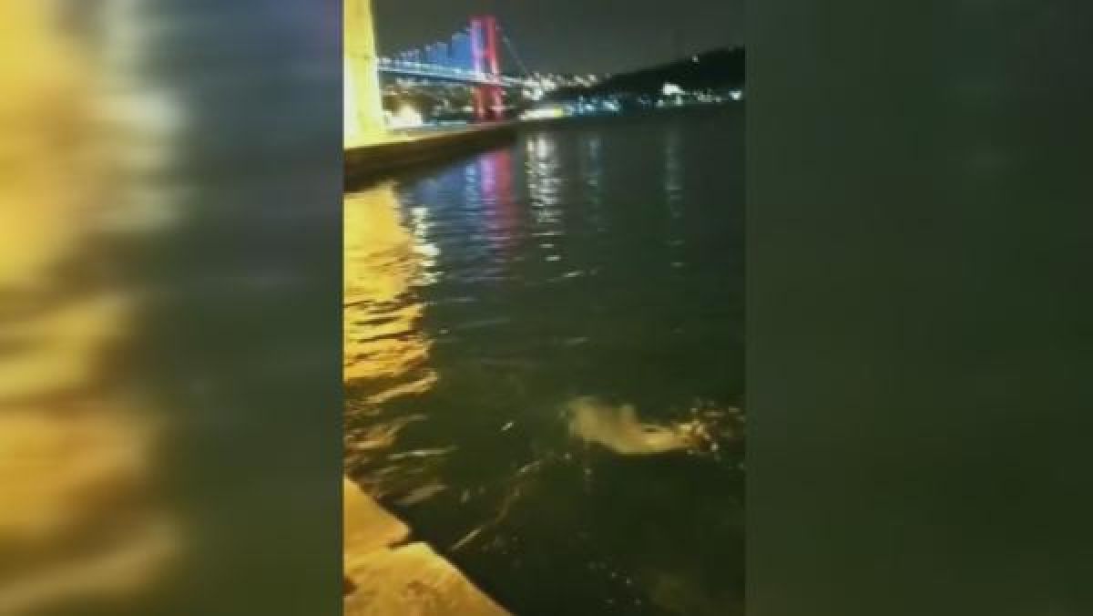 Yunuslar Ortaköy Sahil'de görüldü