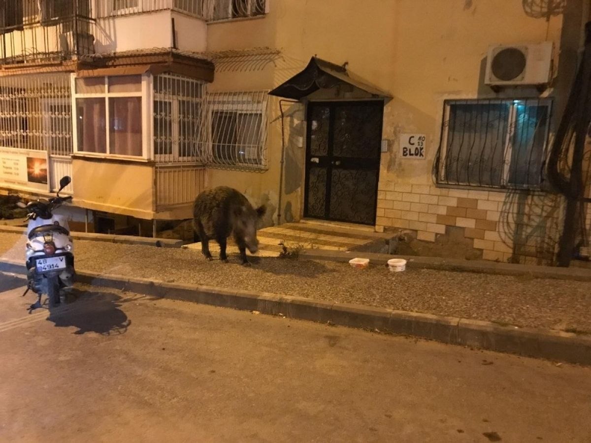 Domuza zarar gelmesin diye polis çağırdı