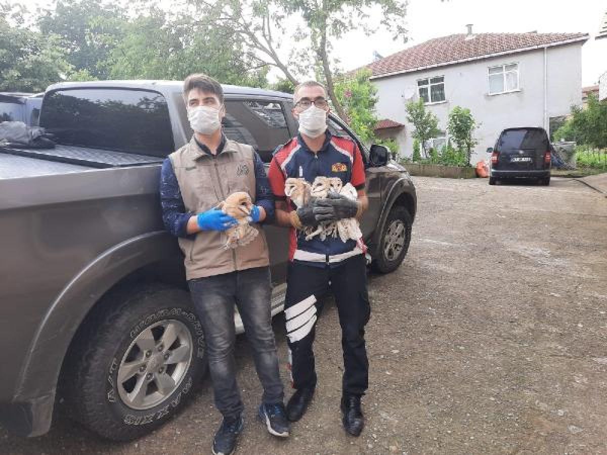 Zonguldak'ta boşluğa düşen yavru baykuşlar kurtarıldı