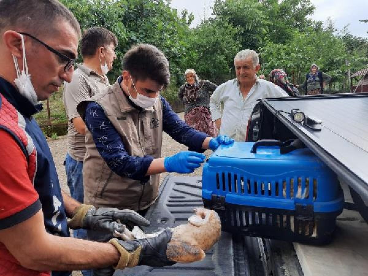 Zonguldak'ta boşluğa düşen yavru baykuşlar kurtarıldı