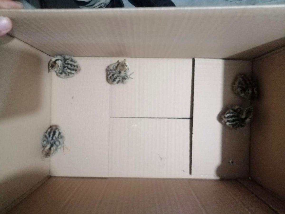 Van'da jandarmanın keklik kurtarma operasyonu