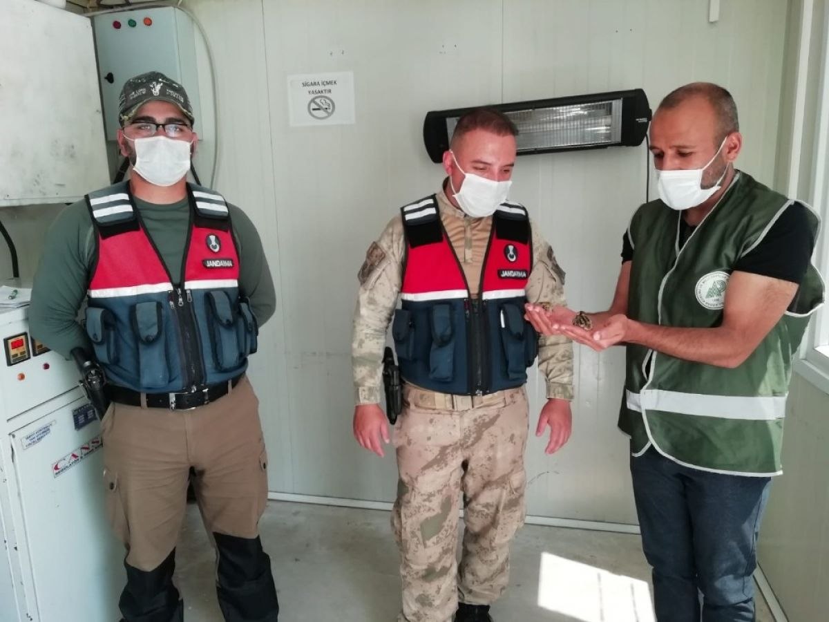 Van'da jandarmanın keklik kurtarma operasyonu
