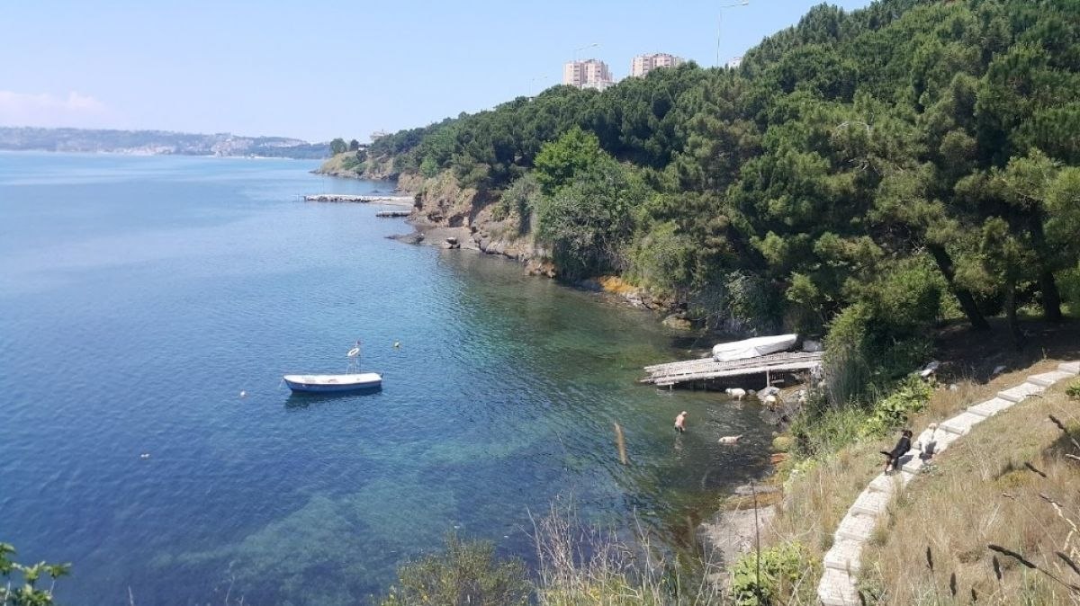 Sinop'ta sıcaktan bunalan koyunlar denize girdi