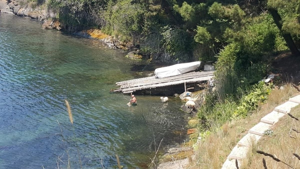 Sinop'ta sıcaktan bunalan koyunlar denize girdi
