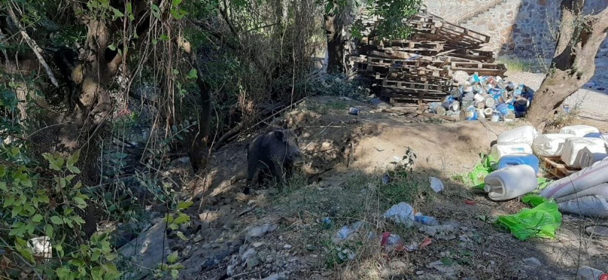 Bodrum'da tuzağa yakalanan domuz, ölüme terk edildi
