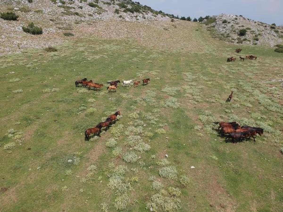 Spil Dağları'nın özgür ruhu: Yılkı atı