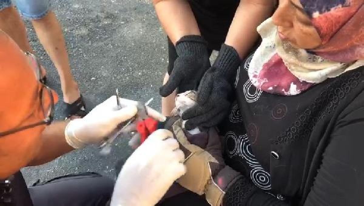 İstanbul'da kedinin ağzına takılan olta kancası çıkarıldı