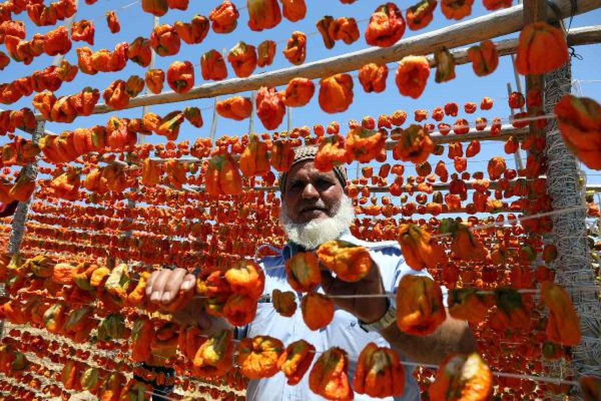 Gaziantep'te kurutmalık biberler güneşin altına serildi