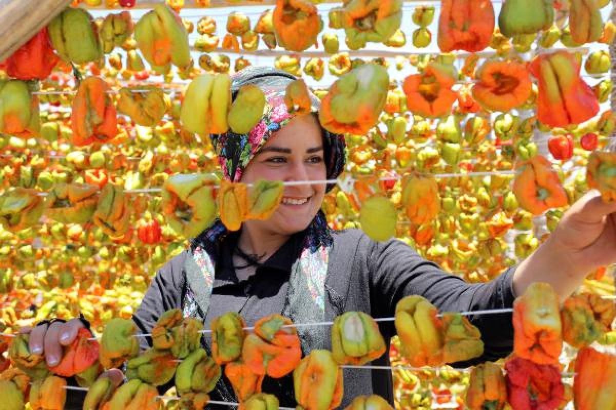 Gaziantep'te kurutmalık biberler güneşin altına serildi