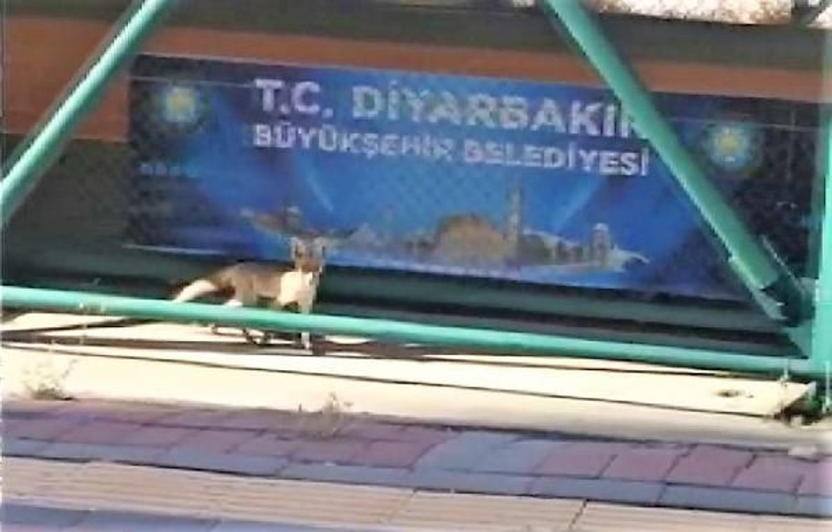 Diyarbakır'da yavru tilkiler kente indi