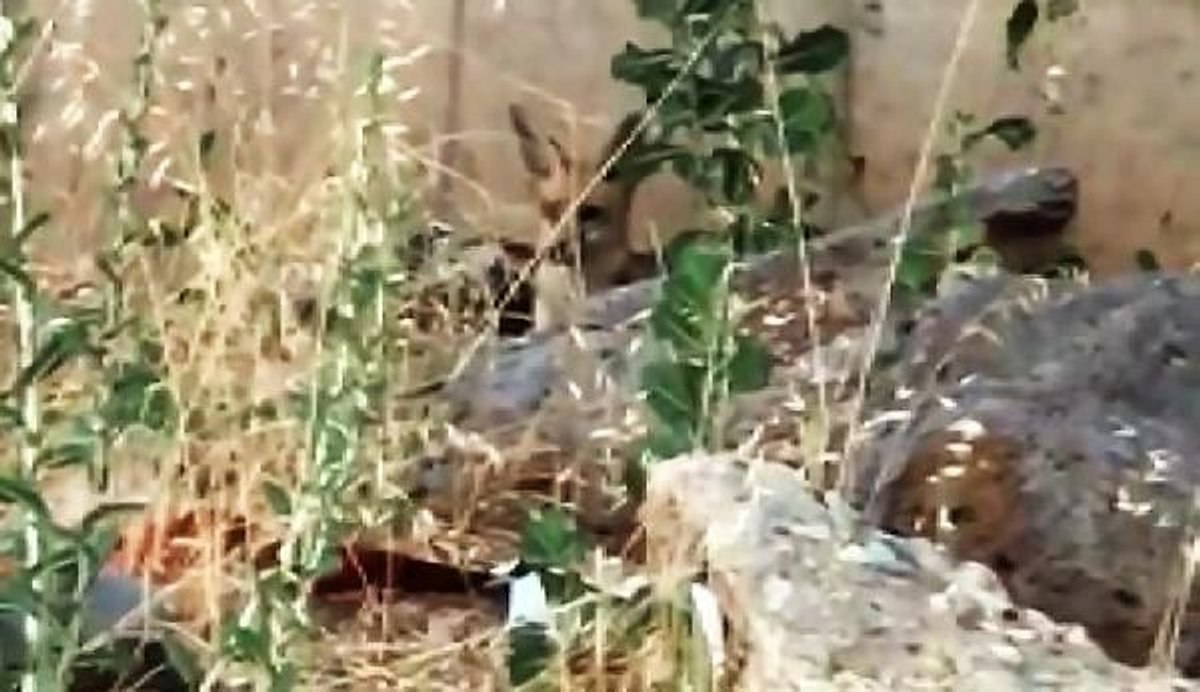 Diyarbakır'da yavru tilkiler kente indi