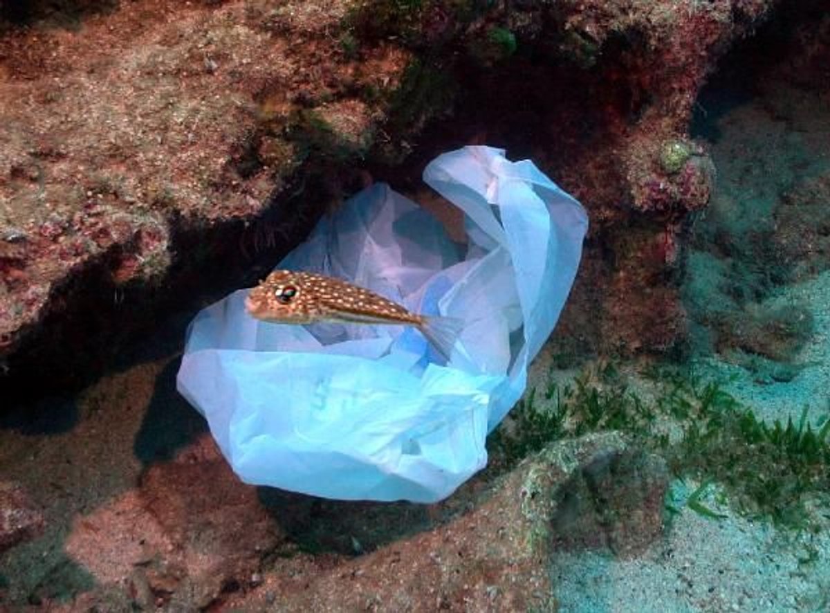 Kaş Limanı'ndaki kirlilik görüntülendi