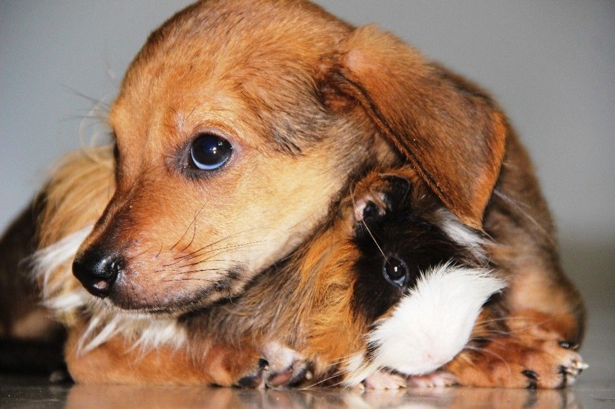Muğla'da Gine domuzu ile yavru köpeğin dostluğu