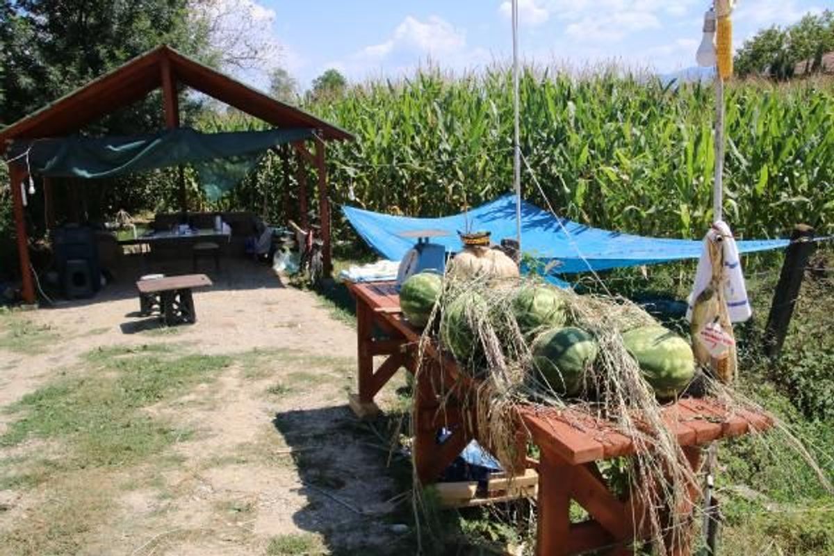 Düzce'de karpuz alan kişi, not ve 20 lira bıraktı