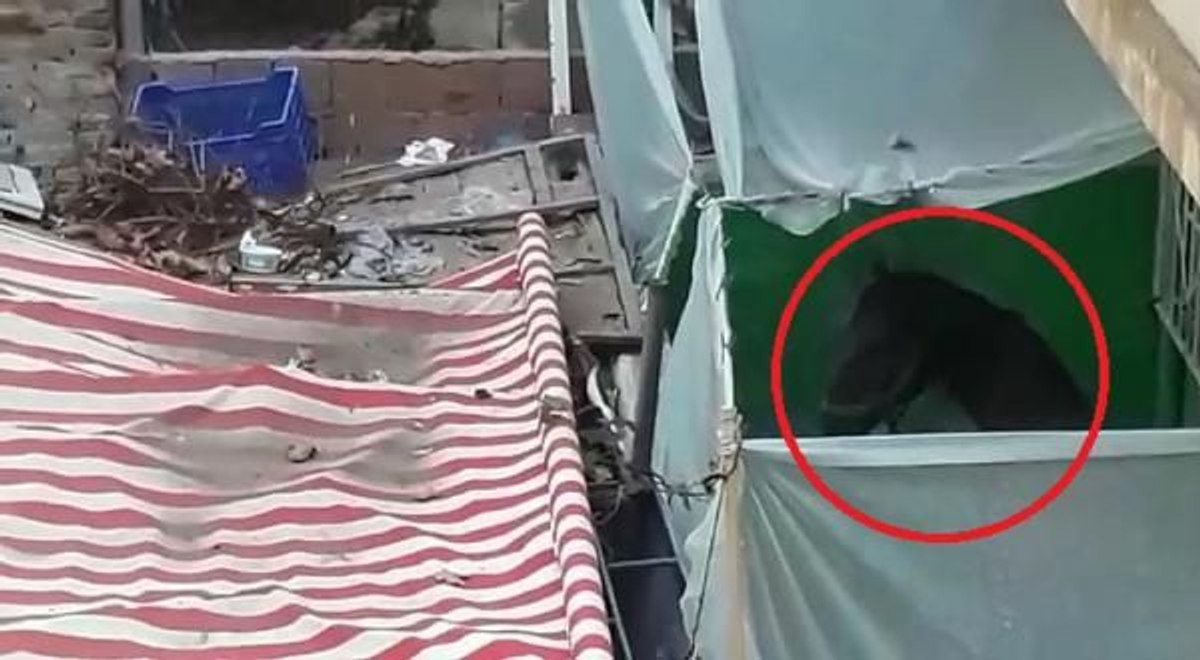 Bursa'da evin balkonundaki at şaşırttı