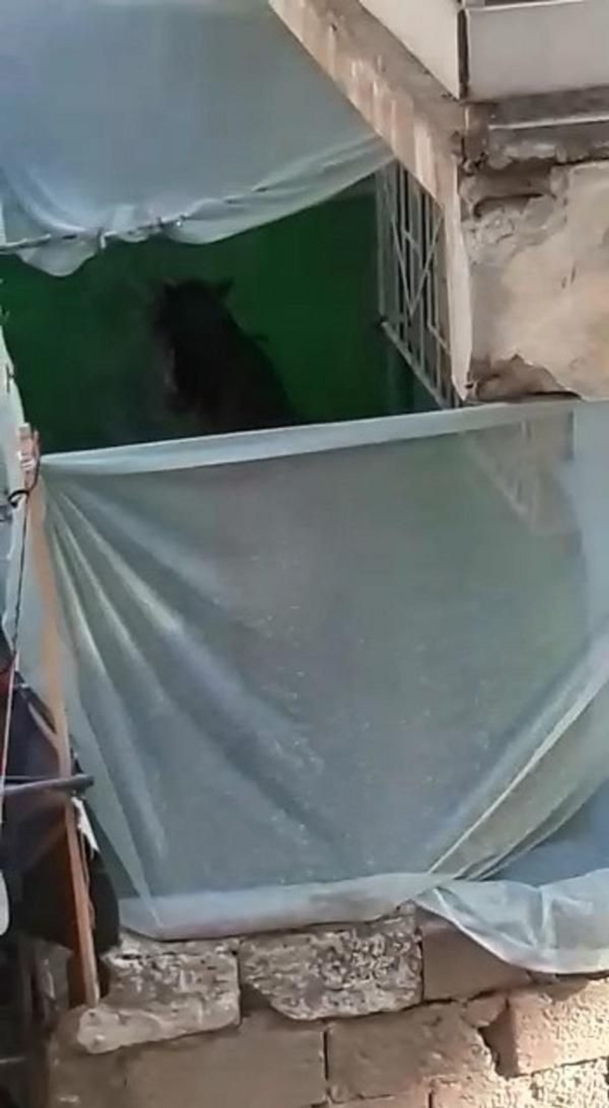 Bursa'da evin balkonundaki at şaşırttı
