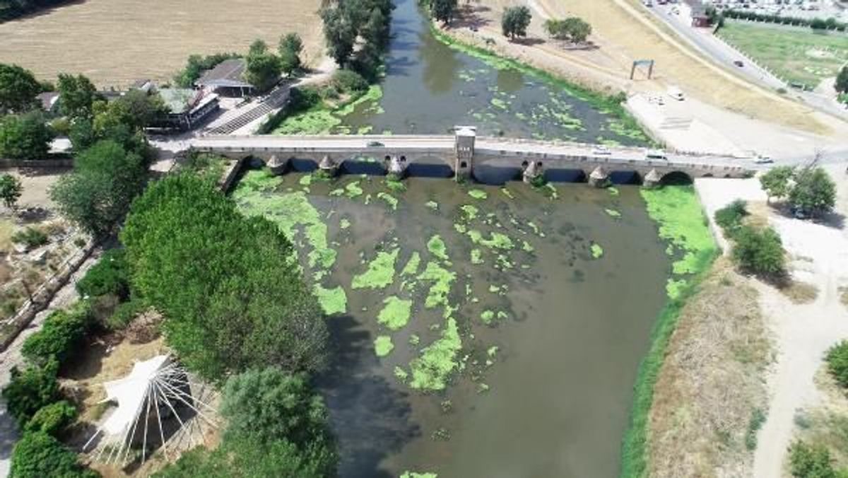 Tunca Nehri'ndeki yeşil adacıklar tedirgin etti