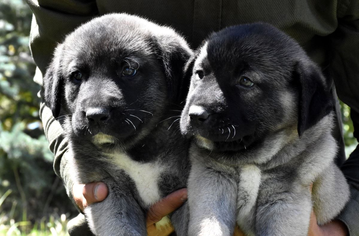 Kangal köpeklerinin yavrularını neden yediği çözüldü