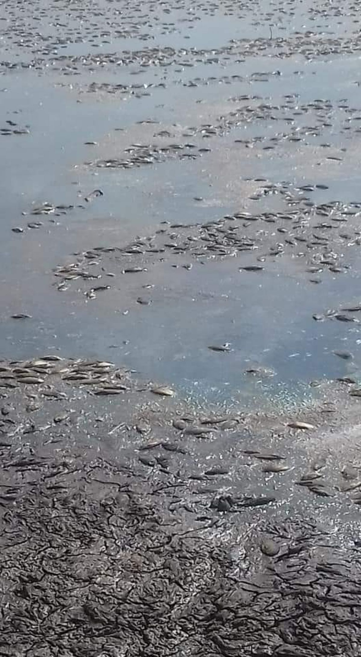 Diyarbakır'da balçıklaşan gölde binlerce balık telef oldu