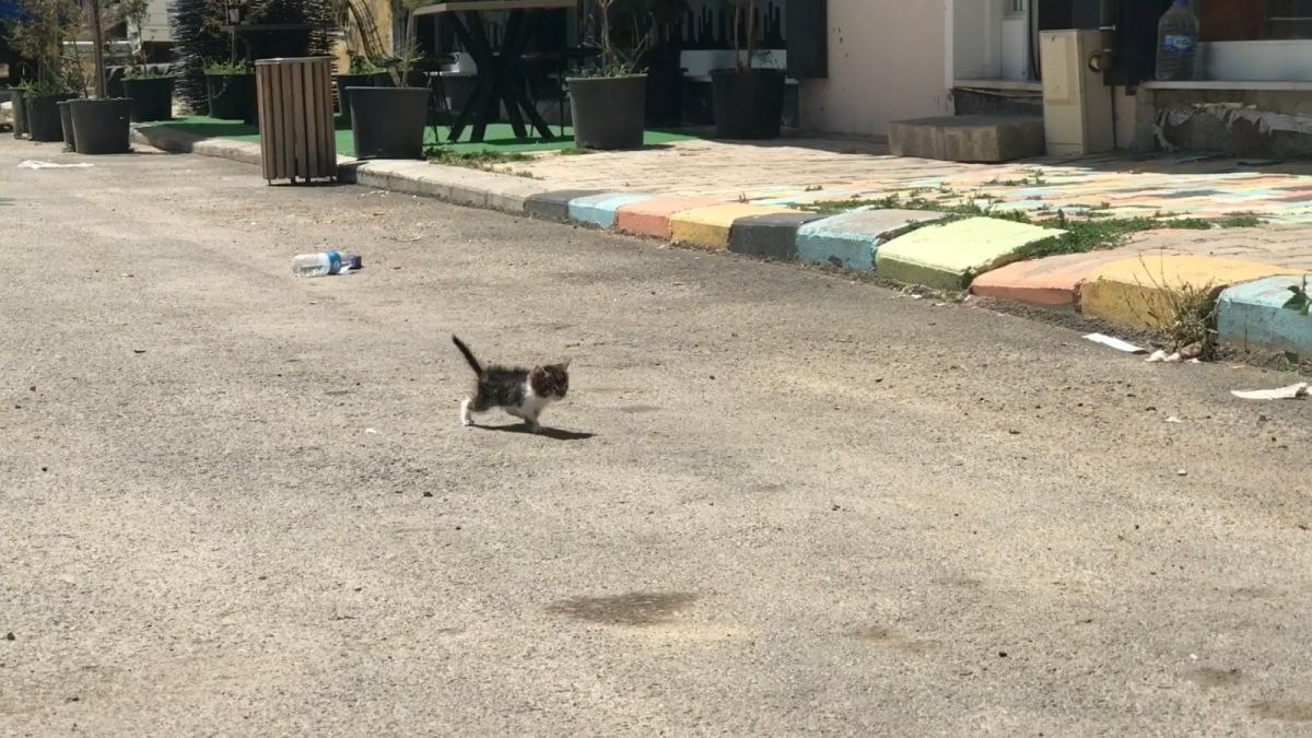Bayburt’ta Türkiye’nin 2’nci down sendromlu kedisi bulundu