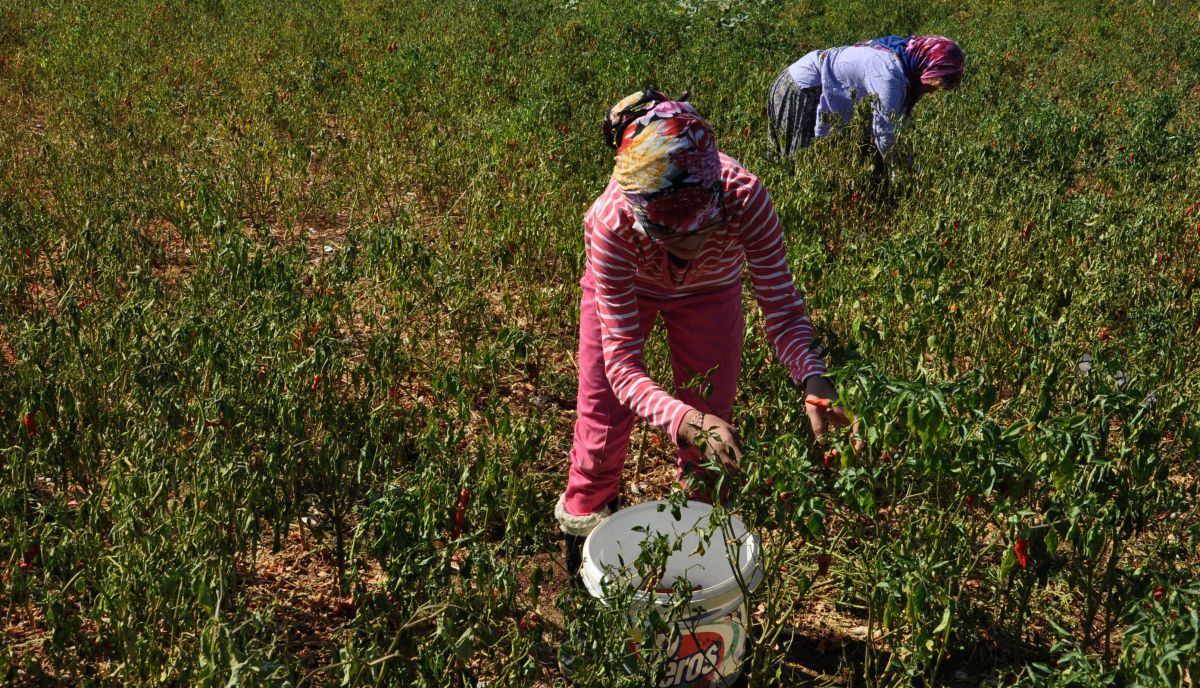 Gaziantep'te işçi bulamayan tarla sahibi, kırmızı biberlerini köylülere bıraktı