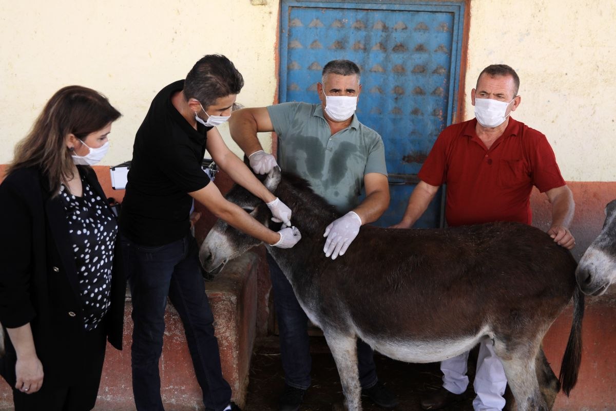 Türkiye'de bir ilk: At ve eşeklere çip takılıyor