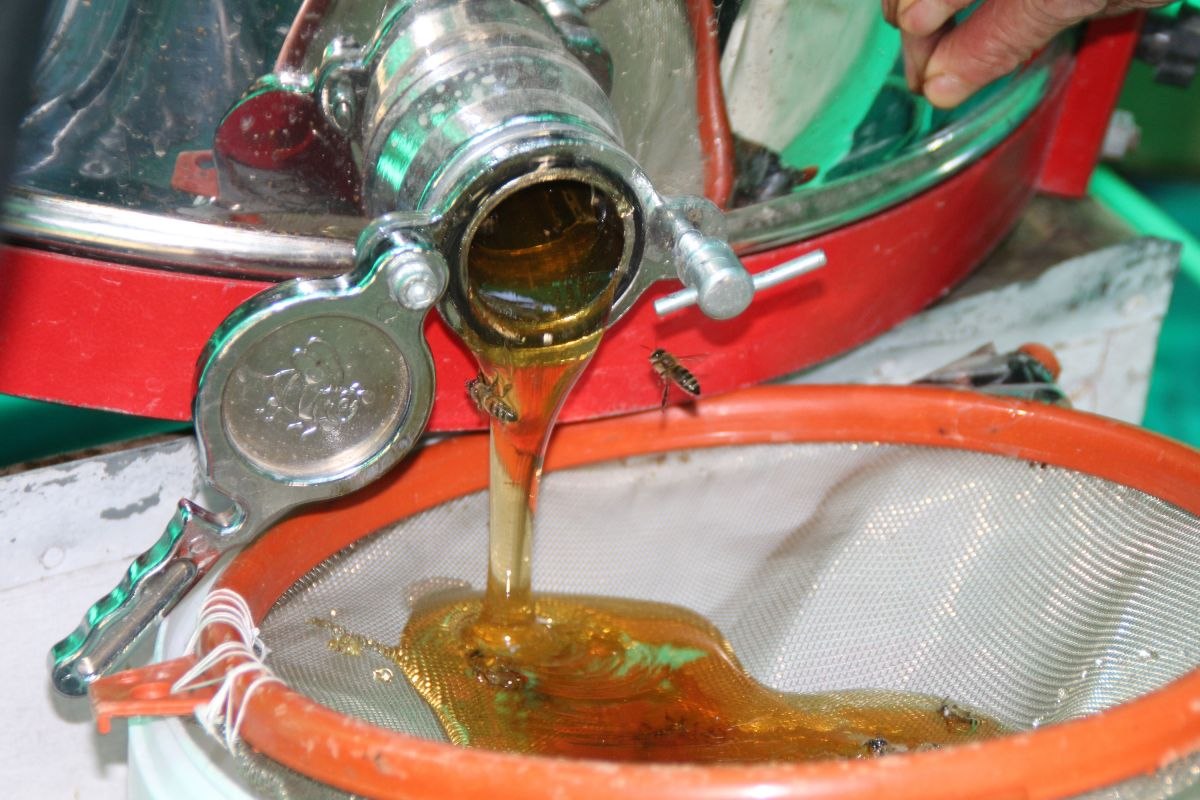 Rize'de sağımı biten Anzer balının kilosu bin lira