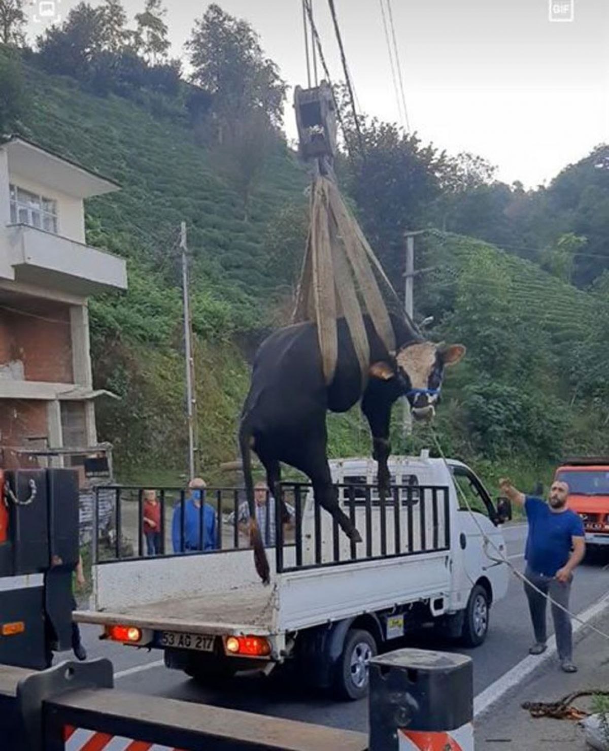Rize'de çay bahçesine düşen boğa, vinçle kurtarıldı
