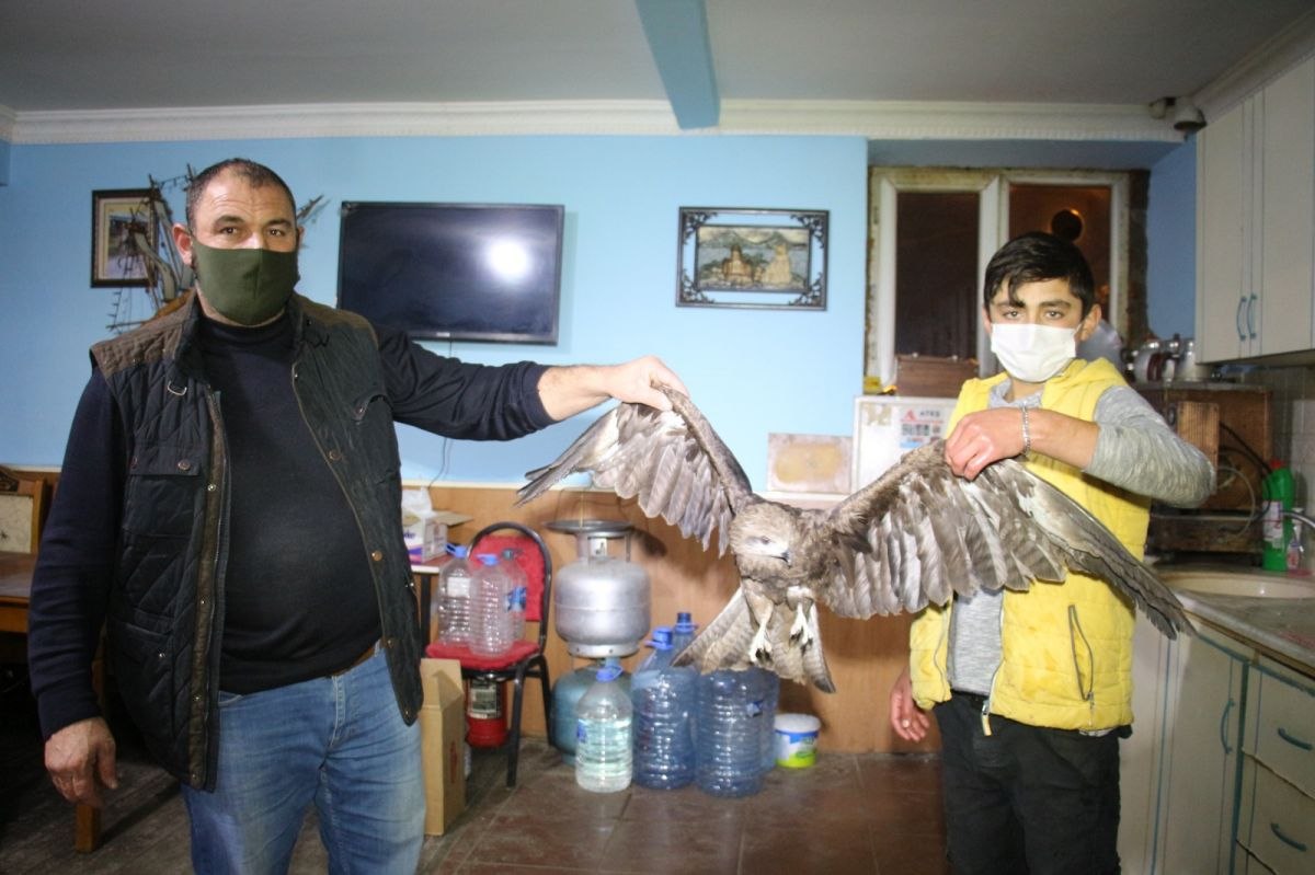 Erzurum'da kanadından yaralanan kızıl doğan insanlara sığındı