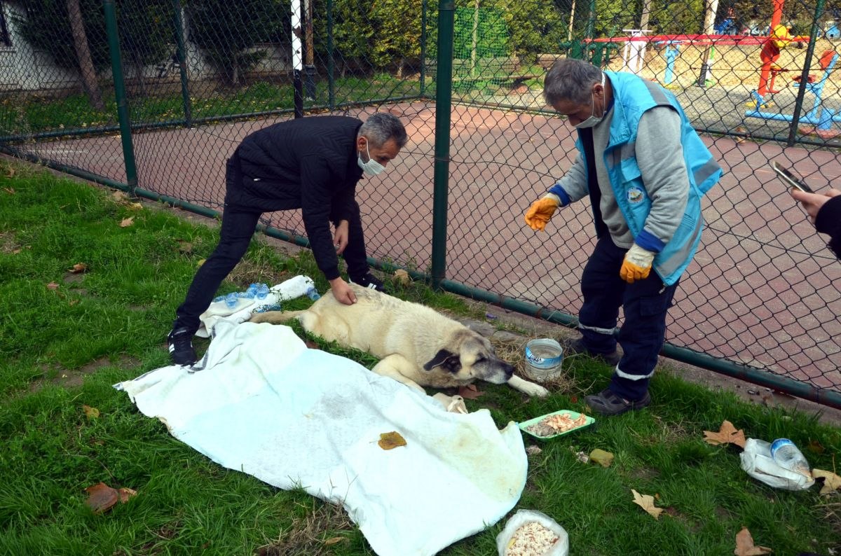 Avcılar’da hasta sokak köpeği için mahalleli seferber oldu