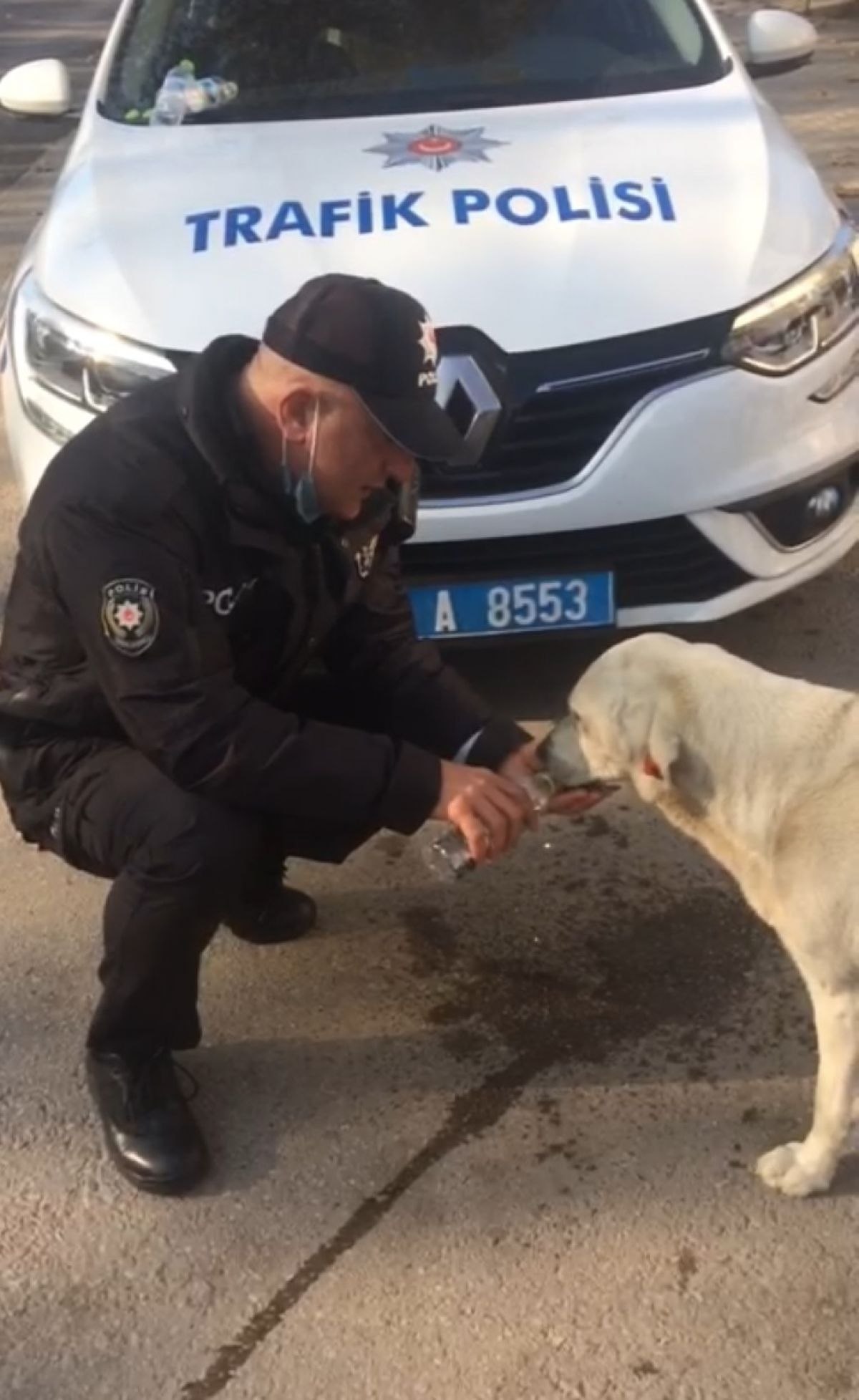 Kocaeli'de polis memuru, sokak köpeğine eliyle su içirdi
