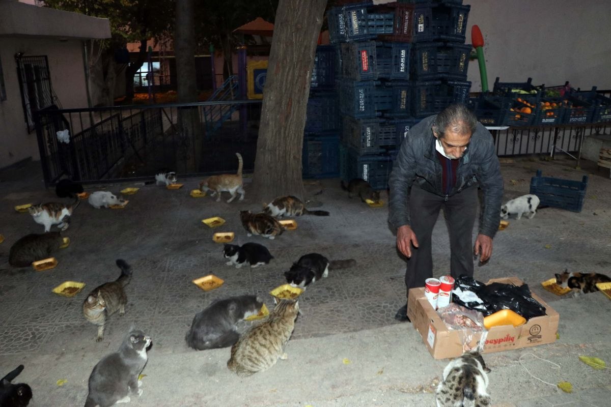 Gaziantep'teki evinde, 200 kediye bakıyor
