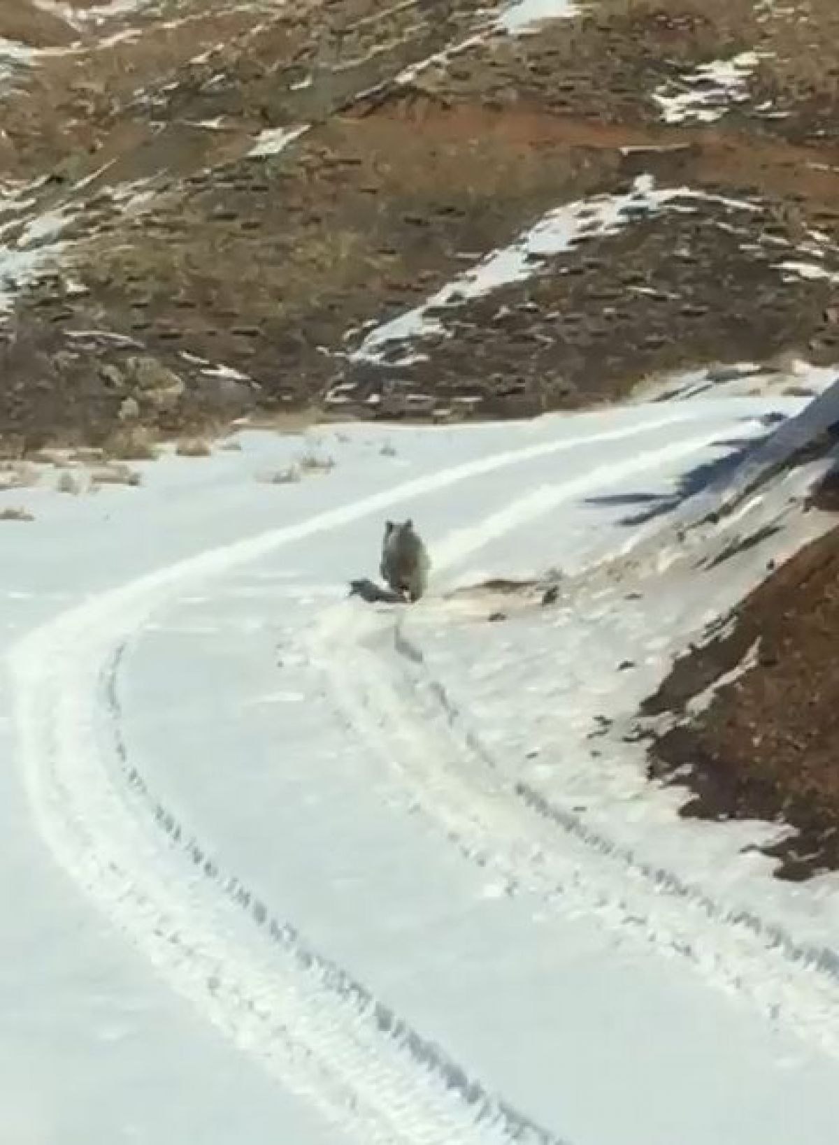 Hakkari'de başı tenekeye sıkışan yavru ayı