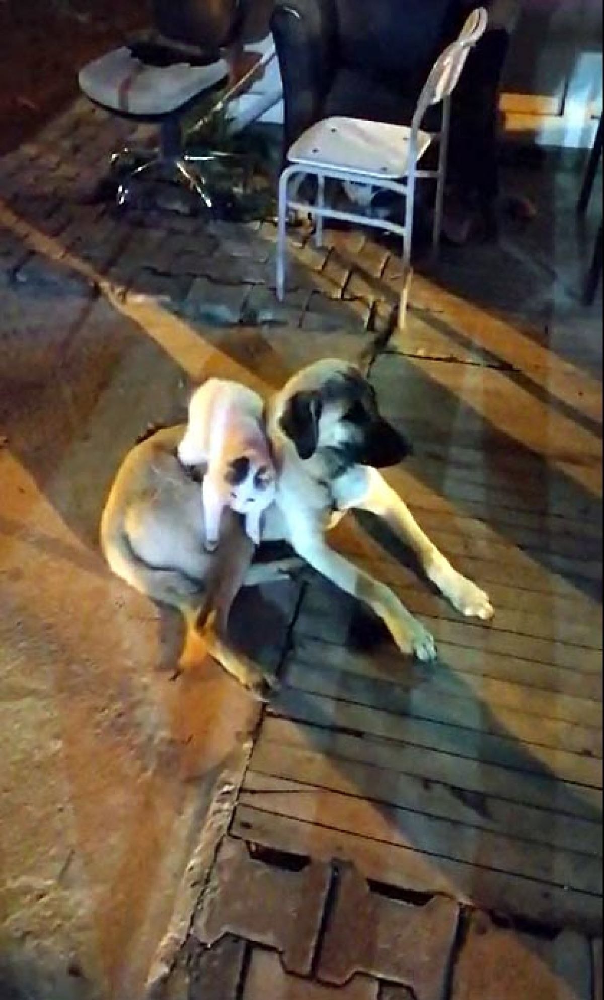 Van'da kedi ile köpeğin arkadaşlığı tebessüm ettirdi