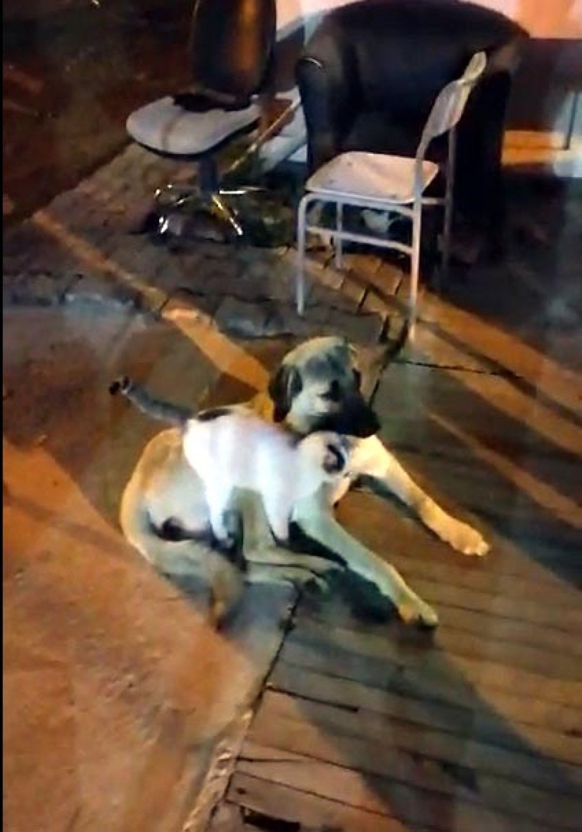 Van'da kedi ile köpeğin arkadaşlığı tebessüm ettirdi