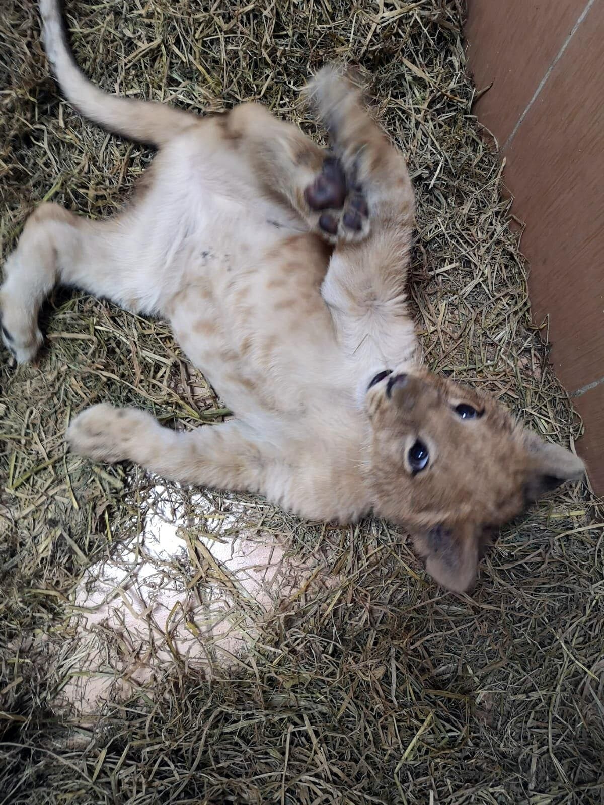 İzmir'de bir çiftlikte aslan yavrusu bulundu