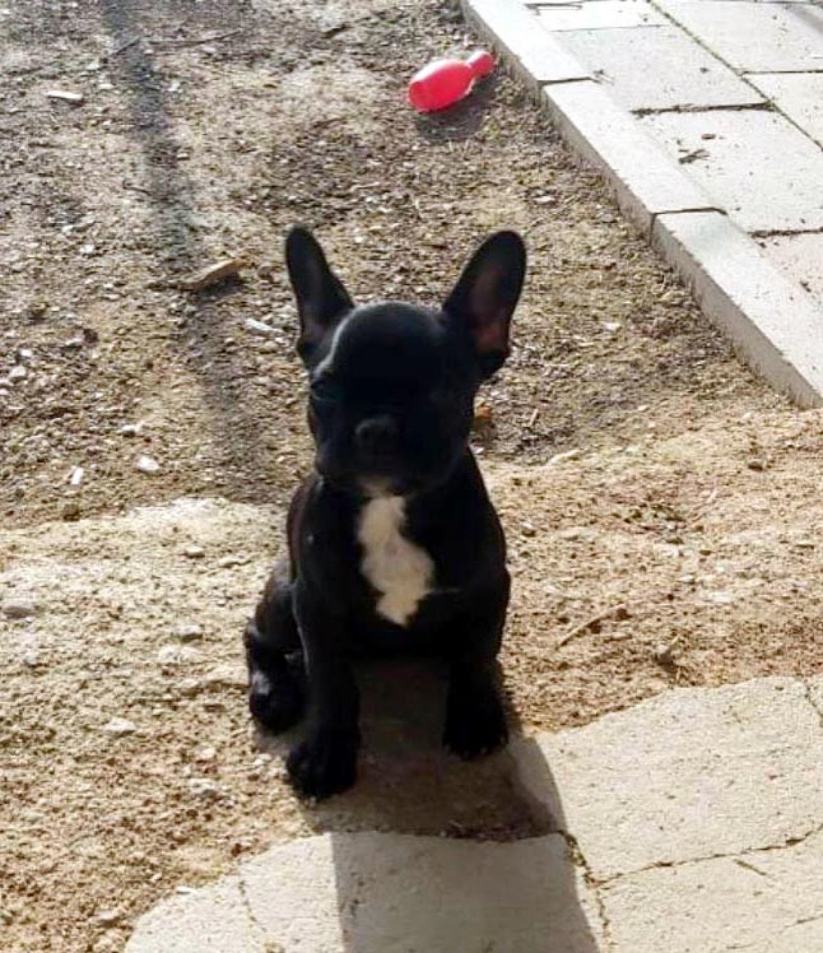 İzmir'de köpeğini bulana para ödülü verecek