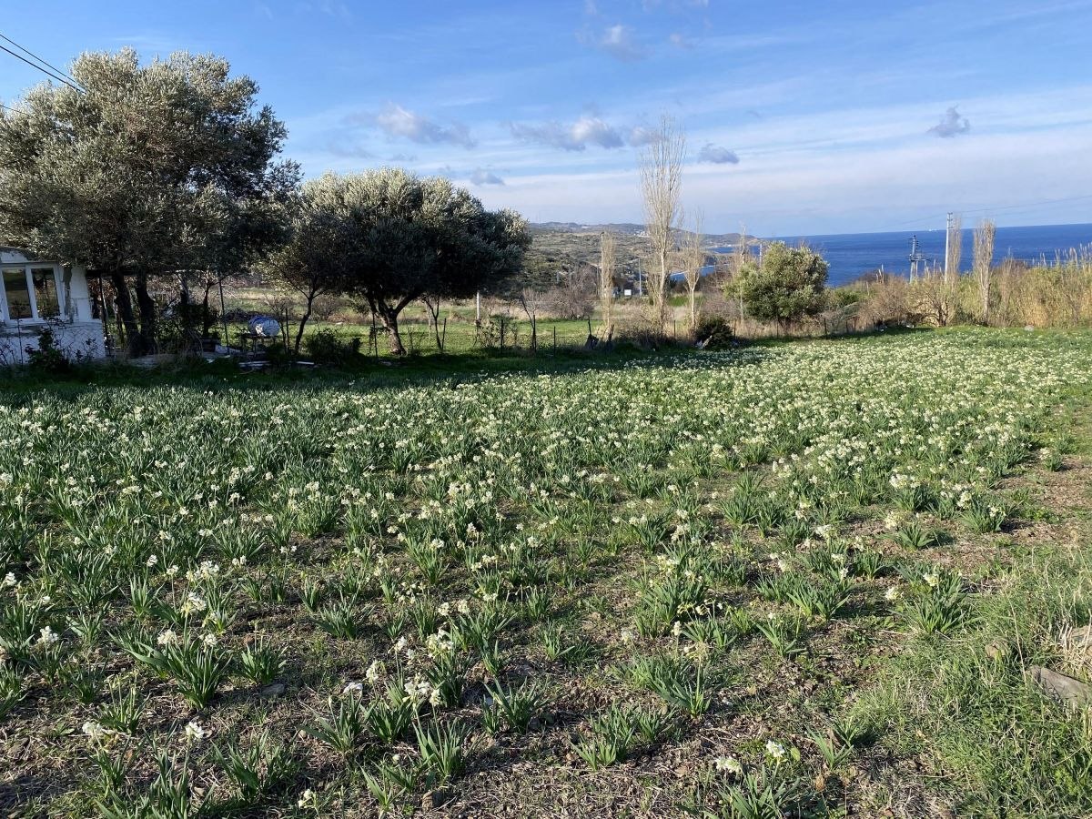 İzmir'de Karaburun nergislerinin son hasadı yapılacak